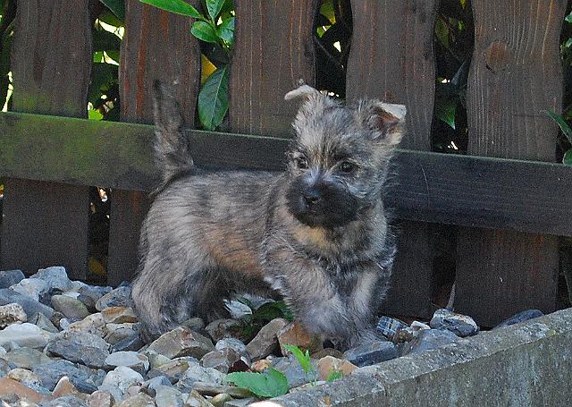 Fynn als Welpe 072.jpg